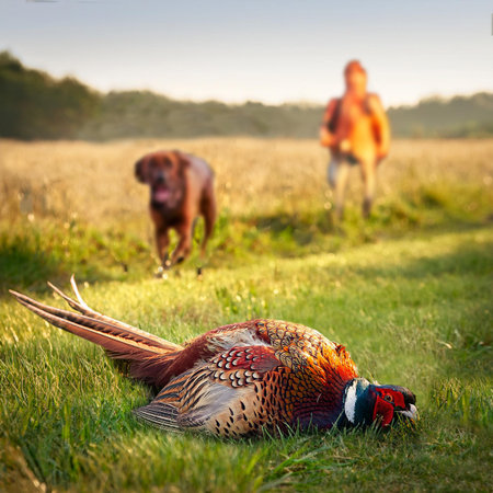 Pheasant laying on the grass in front of a man and a dogの素材