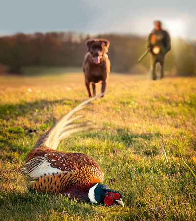 Pheasant laying on the grass with a man and a dogの素材