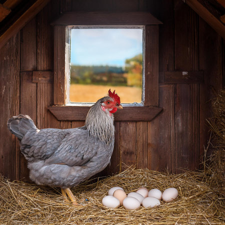 Chickens and eggs in the barn. Rural scene with hen.の素材