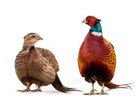 Pheasant and pheasant isolated on a white background.の素材