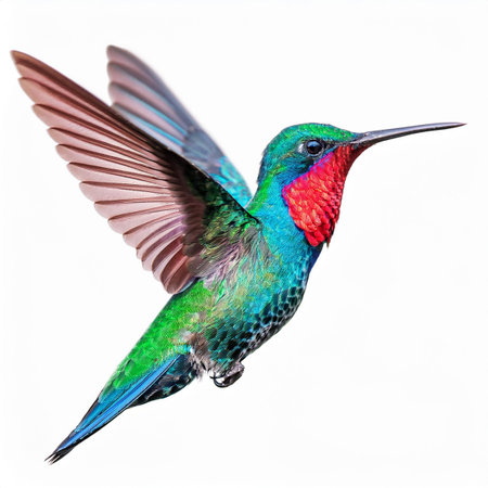 Hummingbird in flight isolated on white background with clipping path.の素材