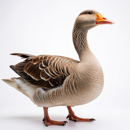 Goose isolated on white background. Closeup. Studio shot.の素材