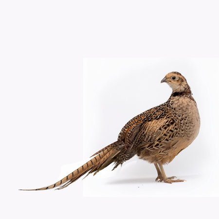 Pheasant isolated on a white background (Phasianus colchicus)の素材