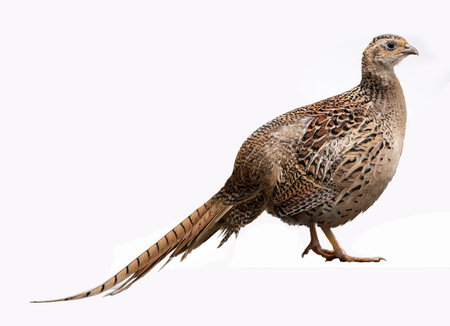 Pheasant isolated on a white background, close-up.の素材