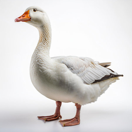 White goose isolated on white background, studio shot, side view.の素材