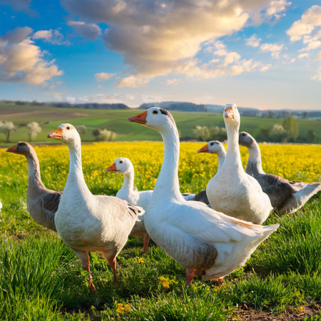 White geese on a green meadow in spring. Rural landscape.の素材