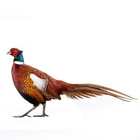Pheasant isolated on a white background, with clipping path.の素材