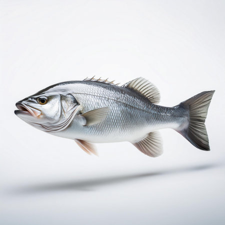 Fresh fish isolated on a white background. Studio shot of a sea bass.の素材