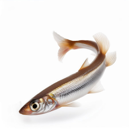 Smelt fish isolated on white background, clipping path included in file.の素材