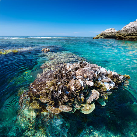 Coral reef with oysters and seaweed in Red sea, Egyptの素材