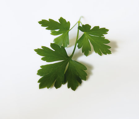 Parsley isolated on a white background. Parsley leaves.の写真素材