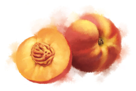Watercolor painting of peaches. Hand-drawn vector illustration.の写真素材