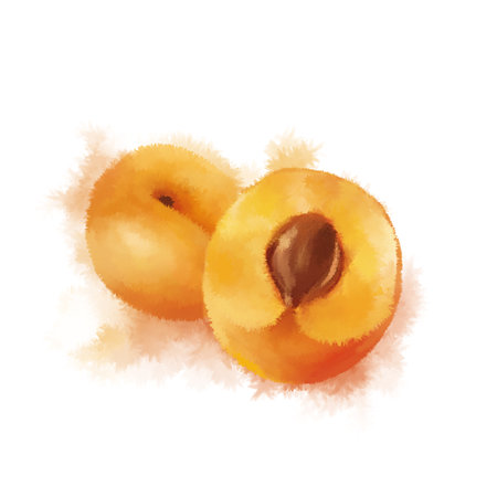 Two apricots on a white background. Watercolor illustration.の写真素材