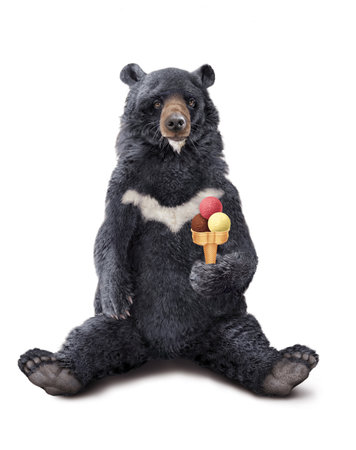 Black bear with ice cream isolated on white background. Studio shot.の写真素材