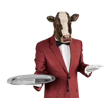 Cow in a red suit with a tray isolated on a white backgroundの写真素材