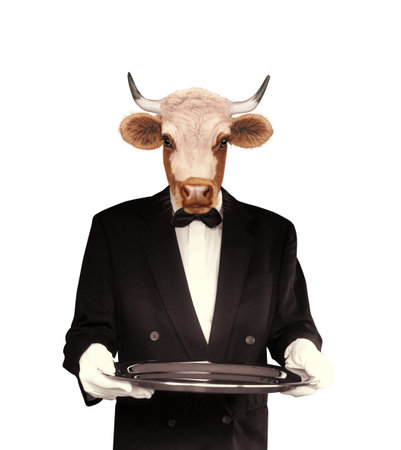 Cow with a tray isolated on white background. Portrait of a bull.の写真素材