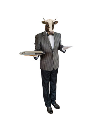 Cow in a suit with a tray isolated on a white background.の写真素材