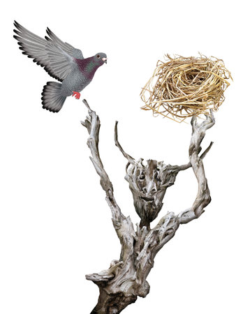Pigeon and bird nest isolated on white background with clipping pathの写真素材