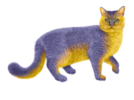 Cat made of felt isolated on white background. Handmade toy.の写真素材