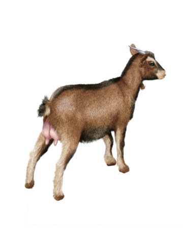 3D digital render of a baby goat isolated on white background.の写真素材
