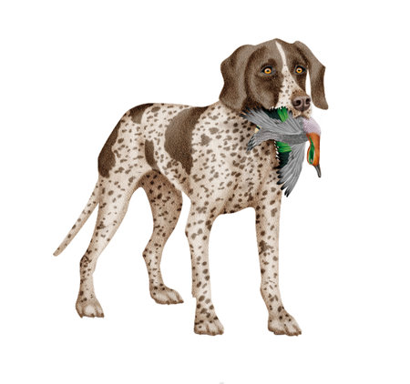 3D digital render of a hunting dog with a bone isolated on white background