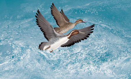 Two ducks flying in the blue water, 3d render, square image