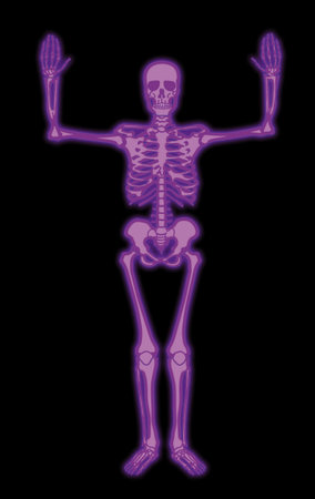 Human skeleton anatomy x-ray image on black background. Vector illustration.の写真素材