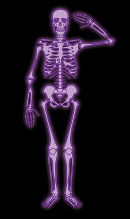 Human skeleton on black background. Isolated image. Vector illustration.の写真素材