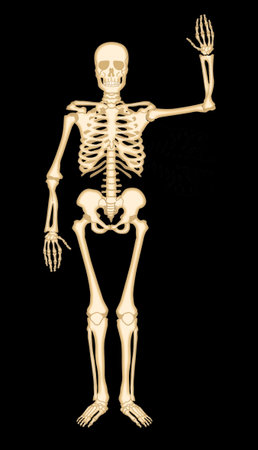 Human skeleton isolated on black background. 3D illustration. 3D CG. High resolution.