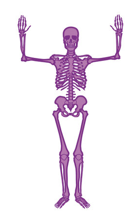 Human skeleton. Vector illustration isolated on white background. Eps 10.の写真素材