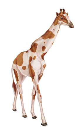 giraffe isolated on a white background, clipping path included.の写真素材