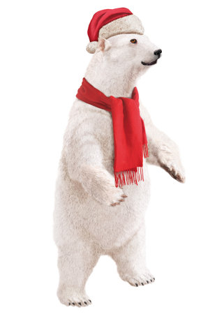 White polar bear in a red hat and scarf isolated on white backgroundの写真素材
