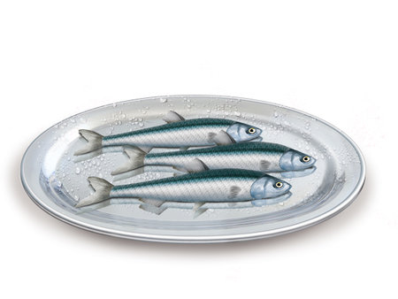 Fresh sardines on a plate isolated on a white background.の写真素材