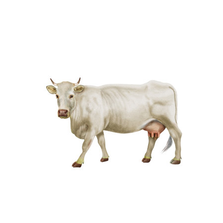 White cow isolated on a white background. 3d rendering, illustration.の写真素材