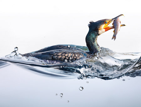 Great cormorant (Phalacrocorax carbo)の素材