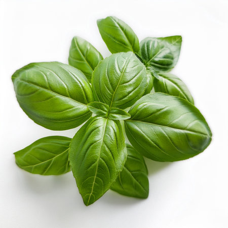 Fresh green basil leaves on white background, close up, top viewの素材