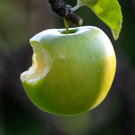 Green apple on a tree branch in an orchard, close up,Apple bitten from a treeの素材