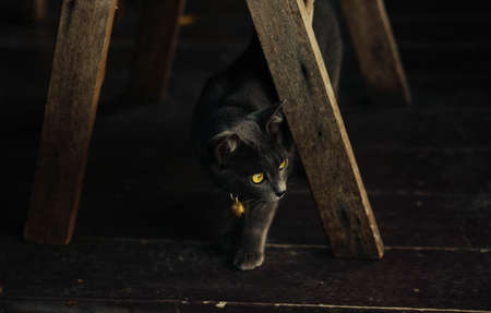 à¸´à¸´black cat in thailandの写真素材
