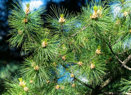 Pine tree branch with buds or sproutsの写真素材