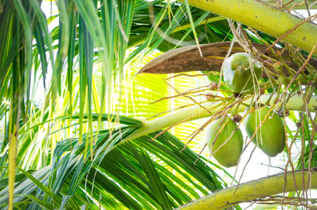 Bunch of fresh green coconuts on a palm in the Maldivesの写真素材