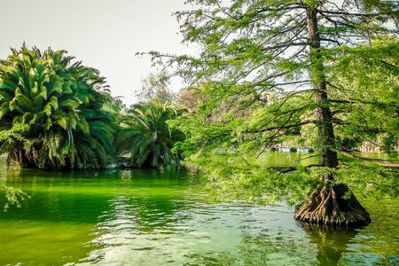 Beautiful greenish water and trees growing in pond of Ciutadella Park, Barcelona, Spainの写真素材