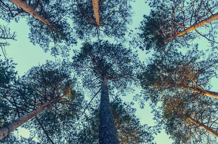 Bottom view of tall pine trees at sunset with clear blue skyの写真素材