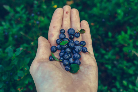 Female hand holding blueberries above bushes full of berries