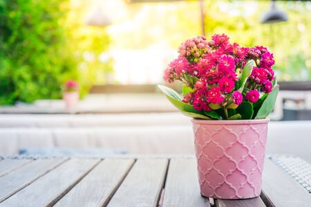 Kalanchoe flower in pink flowerpot standing on wooden tableの写真素材
