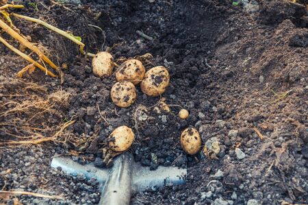 Digging up bunch of raw fresh potatoes from soil with a shovelの写真素材