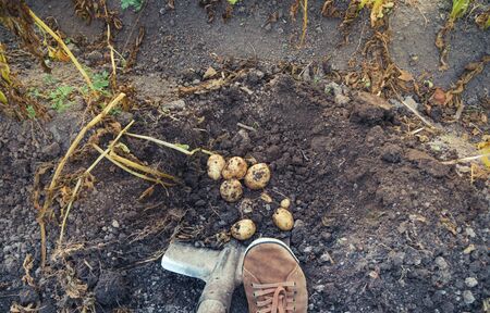 Digging up bunch of raw fresh potatoes from soil with a shovelの写真素材