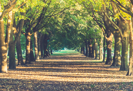 Alley of trees lit with sunllight in the summer