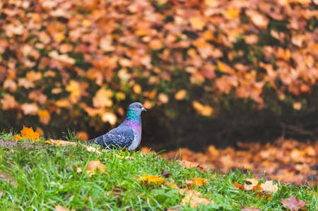 One pigeon standing on grass in autumn landscape with fallen leavesの写真素材