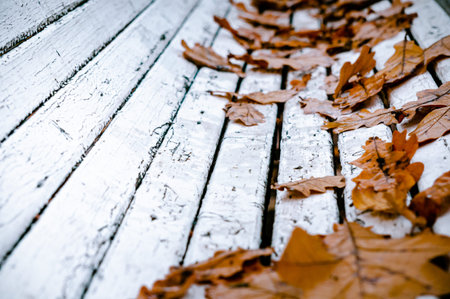 Closeup of white bench with scattered fallen autumn leavesの写真素材