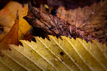 Macro image of autumn fallen leaves, yellow, brown and orangeの写真素材